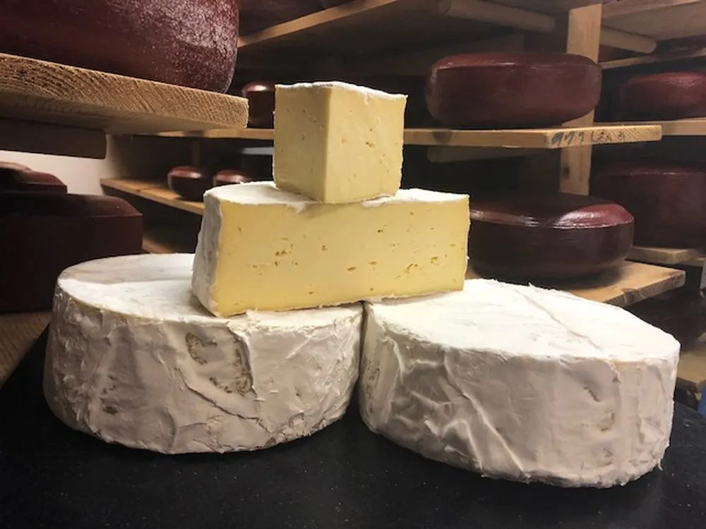 Pieces of Capability Brown cheese, with its bloomy rind and smooth, creamy interior, rest on two wheels of the same cheese, all displayed on a wooden shelf