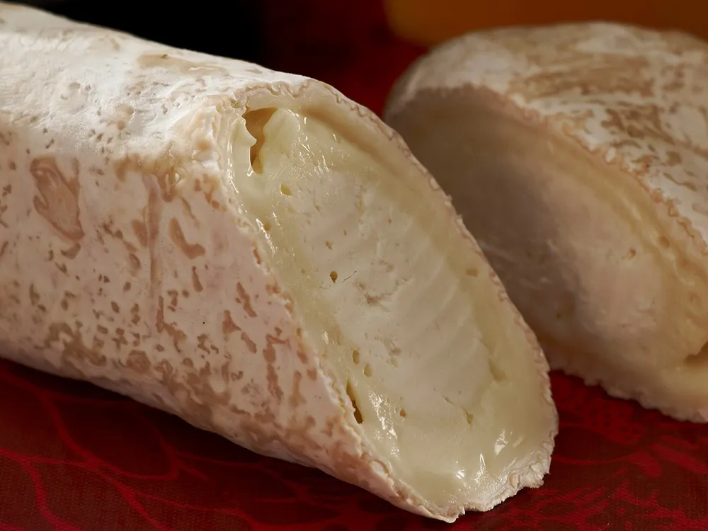 Logs of Ragstone cheese, showcasing their fudgy texture, are set against a maroon background